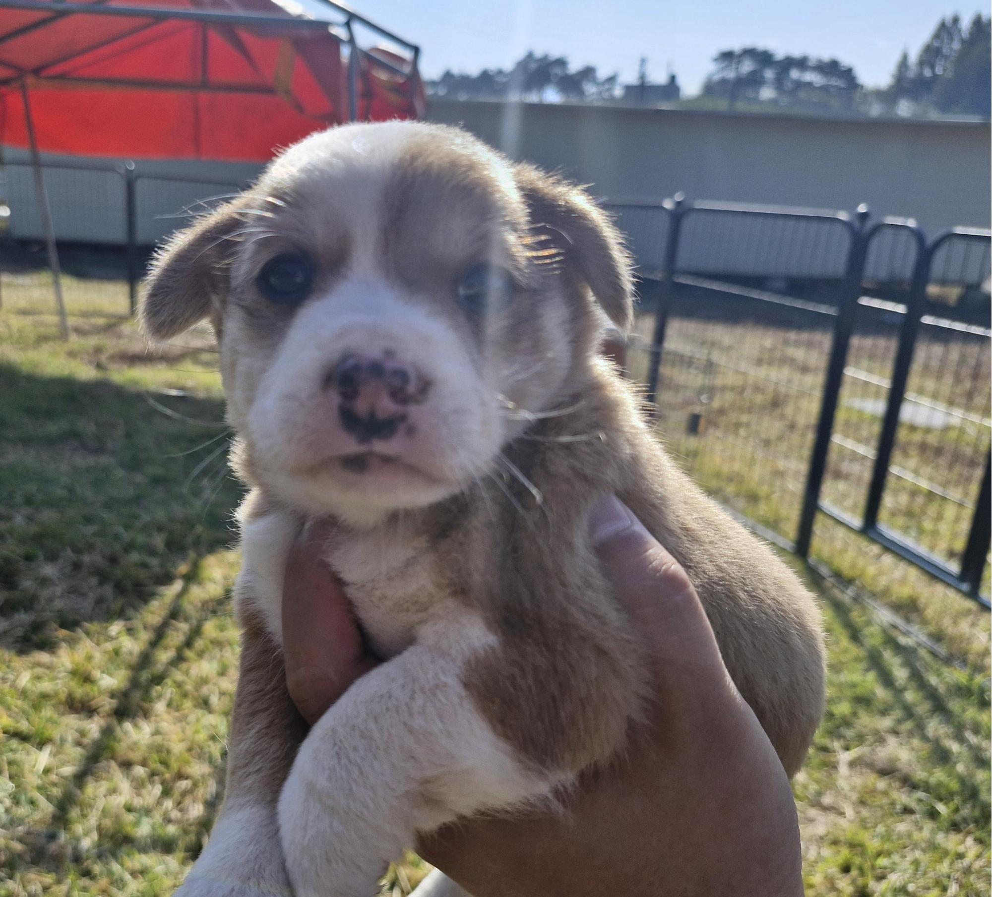 보호중 믹스견의 가…